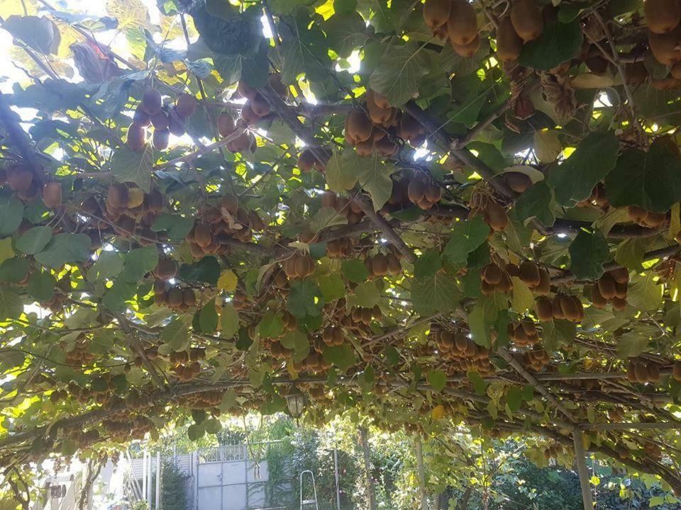 דירות לאגודחי At Nana'S מראה חיצוני תמונה